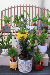 House Plants 9